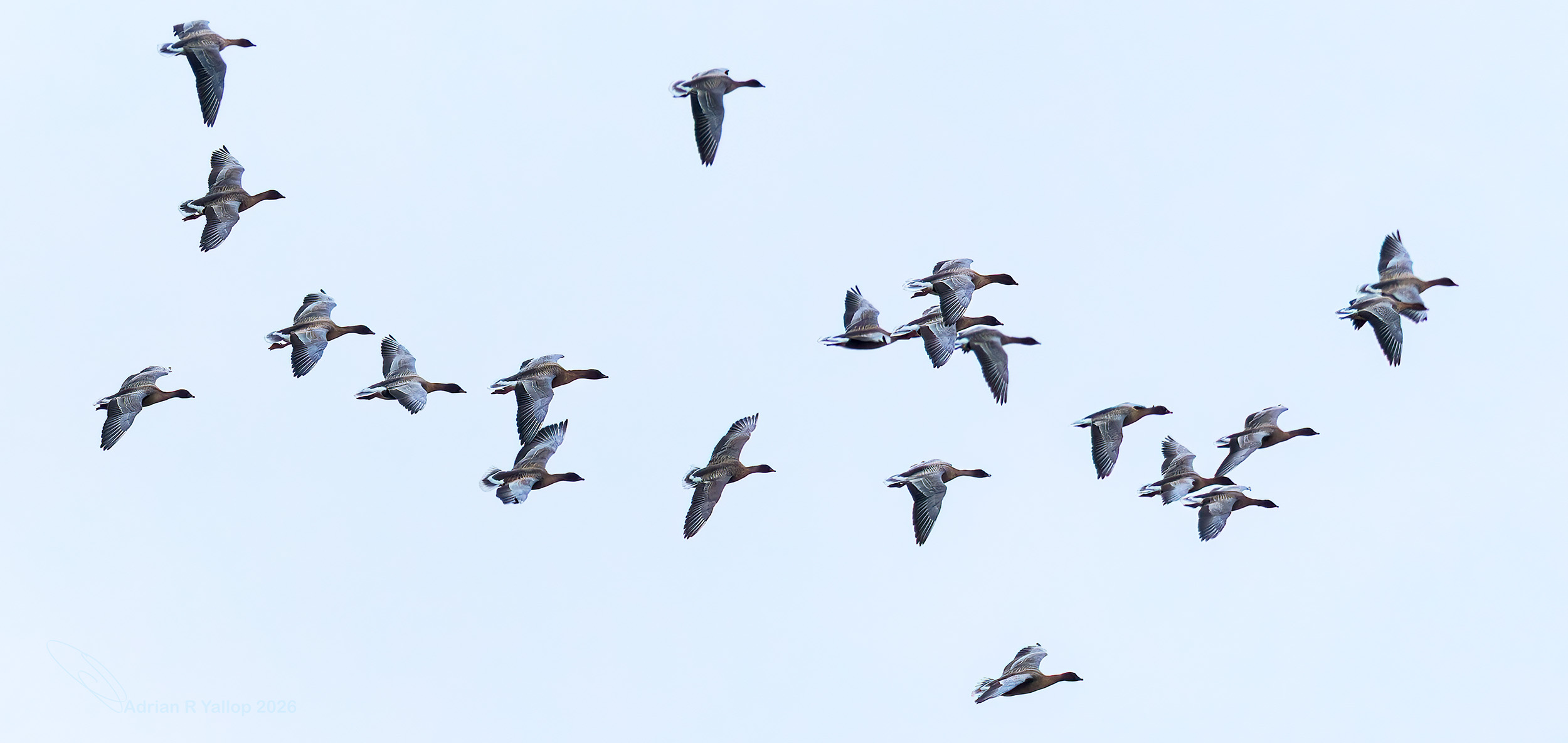 Anser brachyrhynchus